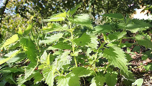 Japon iş adamları ısırgan üretimini inceleyecek