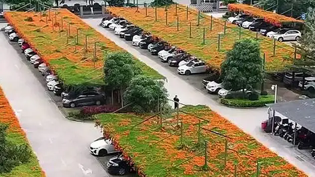 Japonya'dan sıra dışı bir örnek: Otoparkların üzeri yeşillendi!
