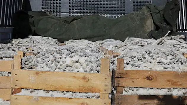 Kaçak avlanmış tuzlanıp kurutulmuş! Tam 5 ton!
