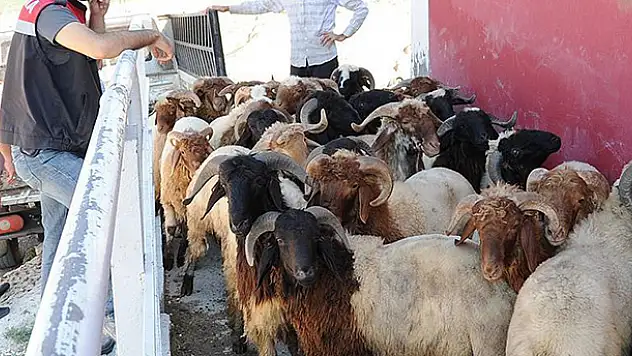 Kaçak kurbanlığa geçit yok