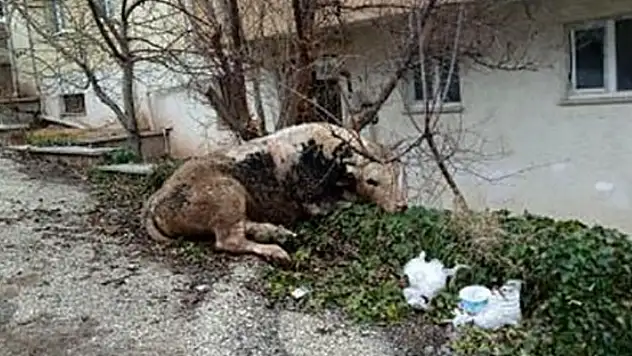 Kaçan danayla kovalamaca başka mahallede son buldu

