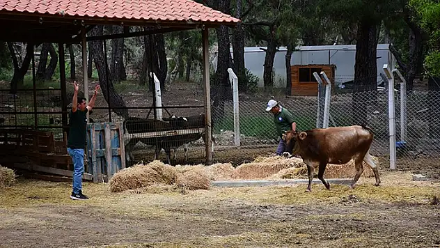 Kaçan kurbanlığı uzun süre kovalayıp 'kurban' etmeyin
