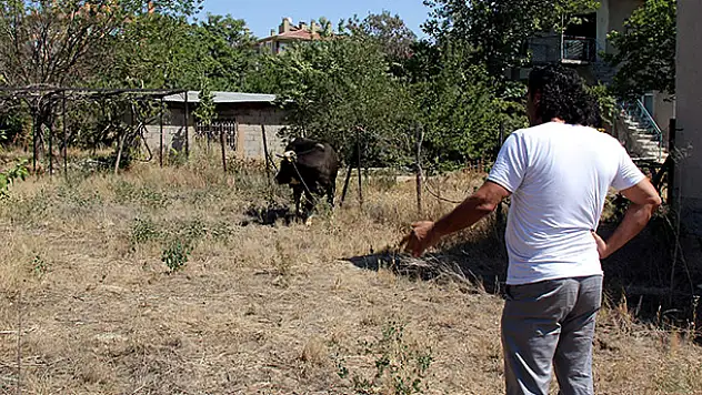 Kaçan kurbanlık sahibini peşinden koşturdu