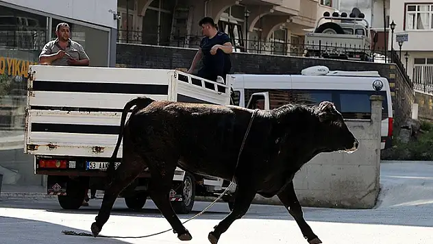 Kaçan kurbanlıklar zor anlar yaşattı