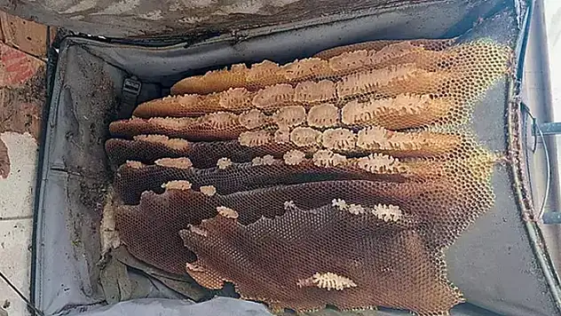 Kaçtığını sandığı arılar, kullanılmayan bavula bal yapmış
