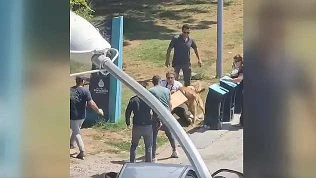 Kadıköy'de tasmasız gezdirilen köpeğin saldırısına uğrayan kadın yaralandı
