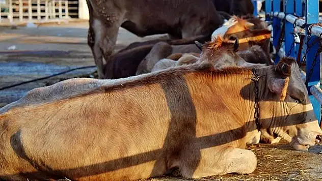 Kadınhanı'nda canlı hayvan pazarı şap ve çiçek hastalığı nedeniyle kapatıldı
