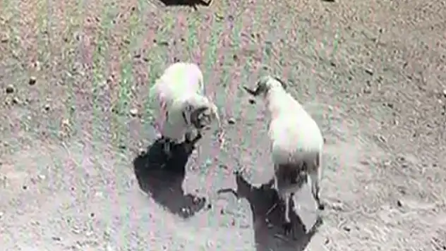 Kafa kafaya tokuşan koçların kavgası ölümle bitti