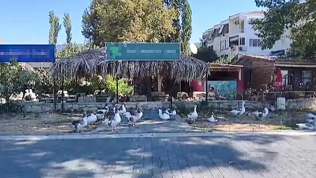 Kafesinin bahçesi çiftliğe döndü 30 kaz, 8 keçi, horoz, tavuk, kedi, köpek, ördek ve civcivler var
