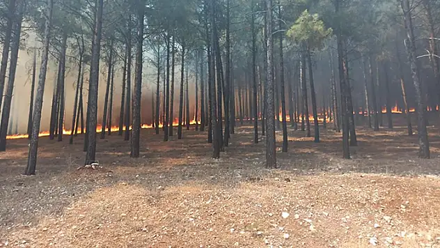 Kahramanmaraş'taki orman yangını söndürüldü
