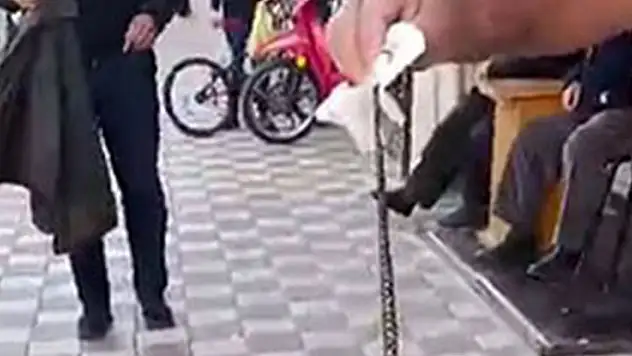 Kahvehaneye giren yılanı vatandaş yakaladı