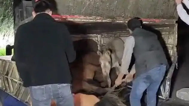 Kamyonet devrildi kasasındaki eşekler yaralandı
