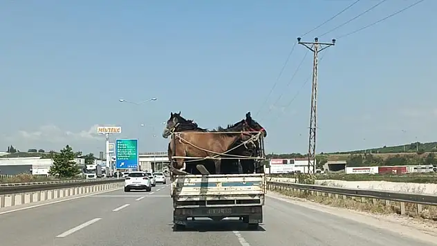 Kamyonetin kasasına 5 adet at sığdırdı
