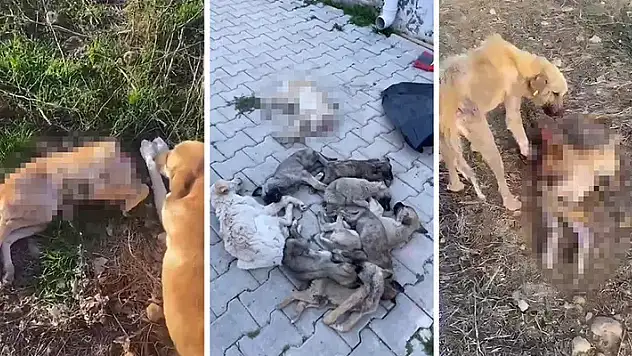 Kan donduran vahşet: Barınakta aç kalan köpekler birbirlerini yedi
