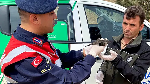 Kanadı kırık ebabil kuşu emin ellerde
