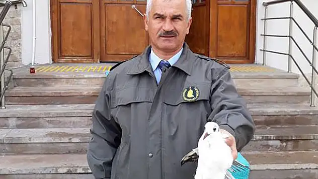 Kanadı kırık martı koruma altına alındı
