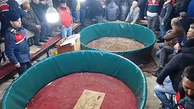 Kanatlı Hayvanları Sevenler ve Sergileyenler Derneğinde horoz dövüşüne suçüstü

