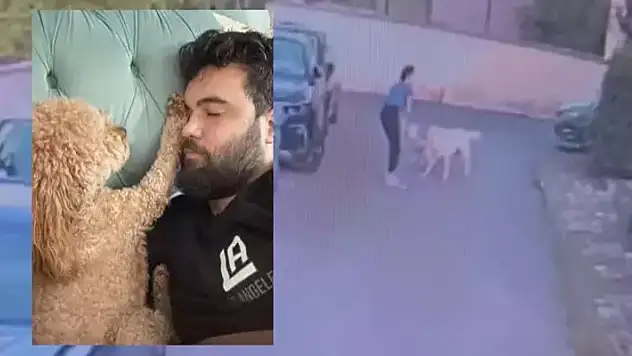 Kangal köpeğin saldırdığı köpek öldü sahibi kalp krizi geçirdi
