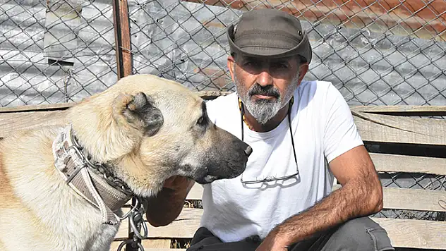 Kangal köpekleri dünyada safkan ırk olarak kabul görmüyor gen haritasının çıkarılması gerek

