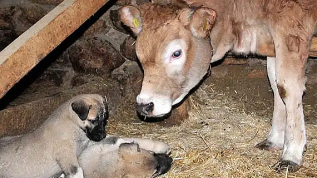 Kangal köpeklerinin şaşırtan dostluğu