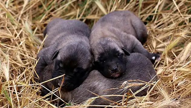 Kangal köpeklerinin yavrusunu yeme sebebi belli oldu