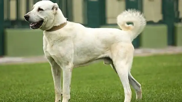 Kangal ve Akbaşlara özel koruma