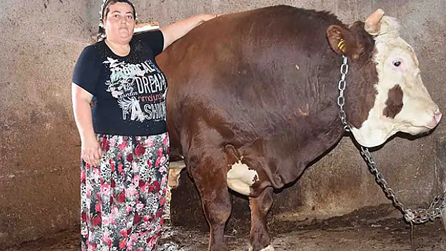 Kapılardan geçemeyen bin 400 kilogramlık boğa satışta