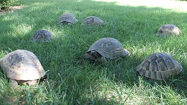 Kaplumbağalar bu parkı mesken tuttu