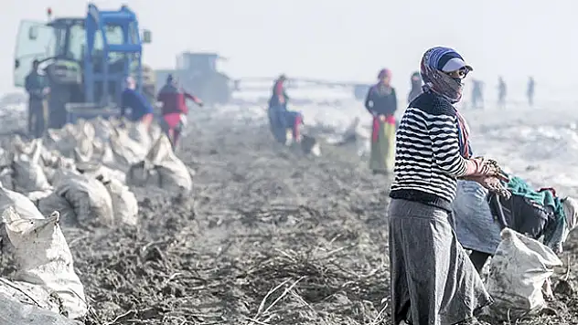 Kar altından sofralara turuncu lezzetin çileli yolculuğu