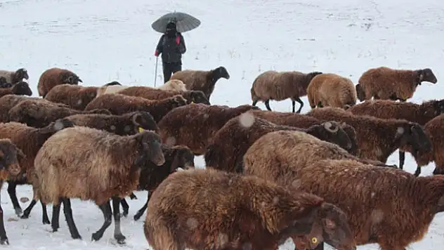 Kar yağışı, hayvanlarını otlatan çobanlara zor anlar yaşattı