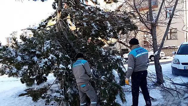 Kar yağışından zarar gören ağaçlara bakım yapıldı