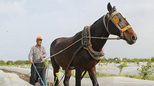 Kara sabanla tarım mesaisi başladı
