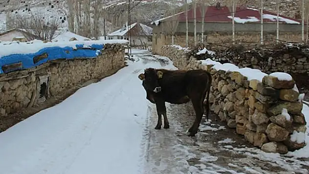 Kara yoluna çıkan ineğin sahibine 108 lira ceza
