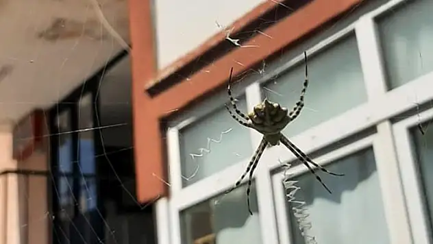 Karabük'te zehirli örümceklerden 'argiope lobata' türüne rastlandı
