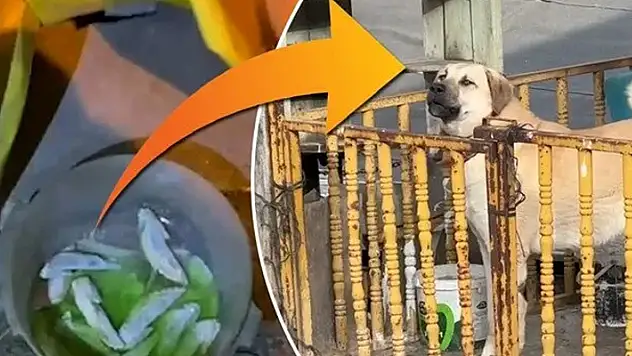 Karabük'te zehirli tavuk kanadıyla katliam iddiası
