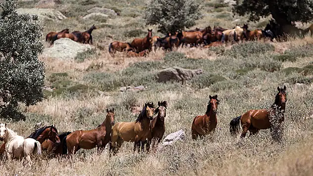 Karadağ'ın krater çukurunda yaşayan yabani atlar görüntülendi