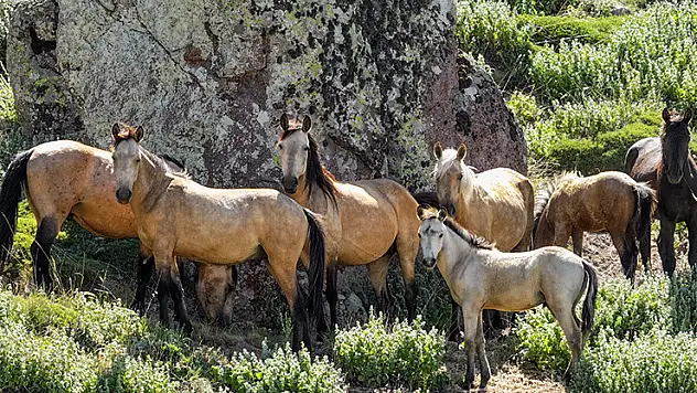 Karadağ'ın yılkı atları krater çevresinde dolaşıyor