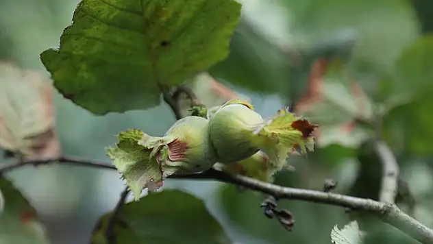 Karadeniz'de fındık hasadı başladı
