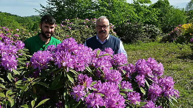 Karadeniz yaylarında güller açtı