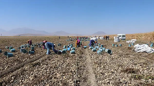 Karaman, cipslik patates üretimiyle ön plana çıkıyor
