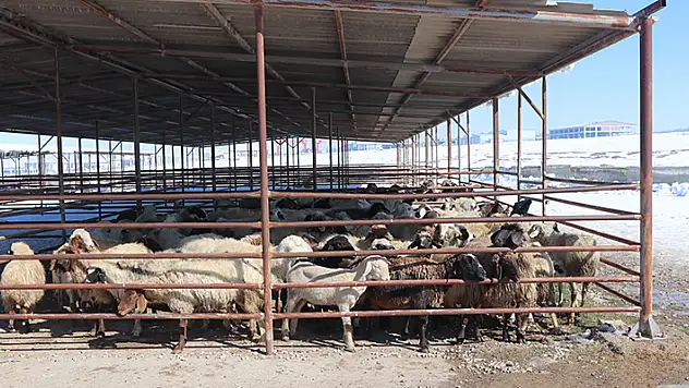 Karaman'da 183 küçükbaş deprem bölgesine yardım için satıldı
