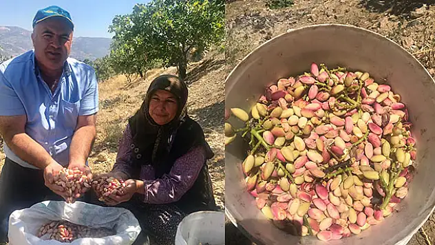 Karaman'da Antep fıstığı hasadı başladı