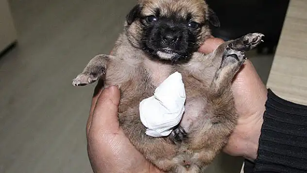 Karaman'da ayağı ve kuyruğu kesilmiş yavru köpek bulundu