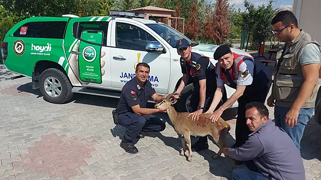 Karaman'da çoban köpeklerinin yaraladığı dağ keçisi tedavi altına alındı
