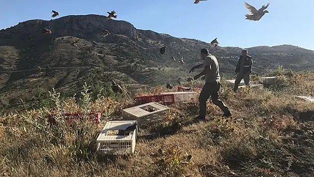 Karaman'da doğaya 2 bin kınalı keklik salındı