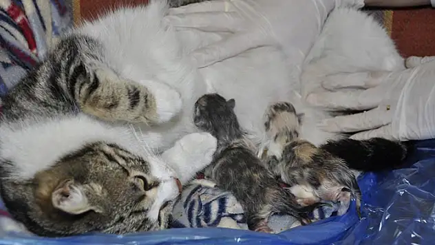 Karaman'da doğum sancısı çeken kedi aile sağlığı merkezine geldi, doğumu burada yaptırıldı

