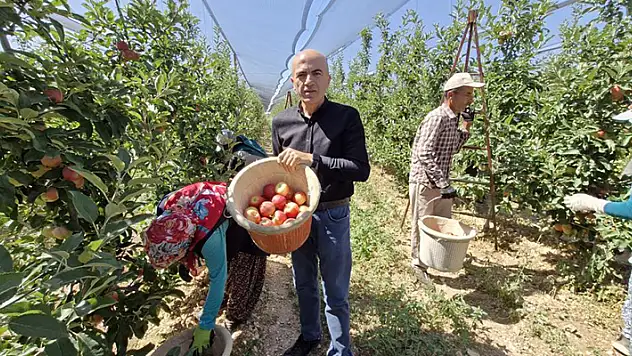 Karaman'da erkenci elma hasadı başladı
