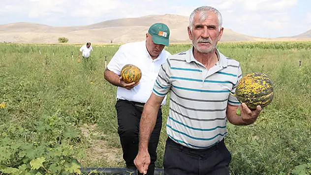 Karaman'da hasadı başlayan kavun üreticinin yüzünü güldürüyor