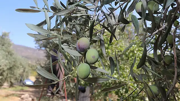Karaman'da hedef zeytin ve zeytinyağı üretiminde marka olmak
