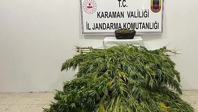 Karaman'da jandarmadan kenevir ve esrar operasyonu
